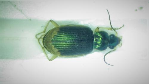 Réf. 277 180 : Chlaenius vestitus